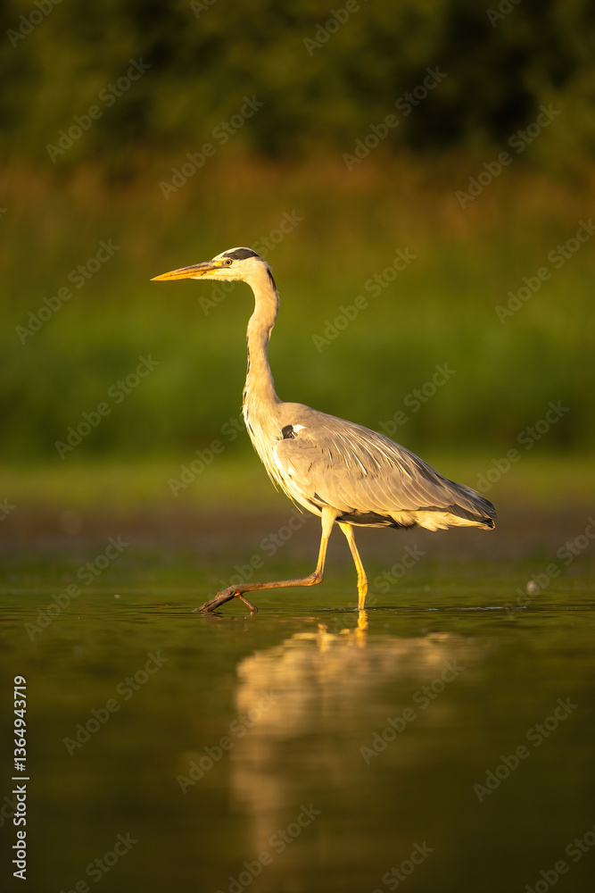 Fototapeta premium Grey Heron (Ardea cinerea). Heron strides purposefully through golden-lit water at sunset. Flooded grassland bathed in warm light. Striking posture and glowing tones enhance the silhouette.