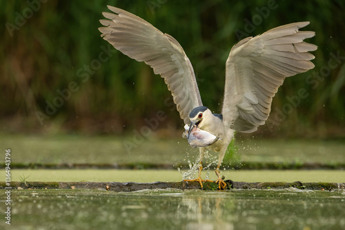 Black-crowned Night Heron (Nycticorax nycticorax). Night heron triumphantly lifts prey from pond in powerful upward flight. Duckweed-covered water framed by thick vegetation. 