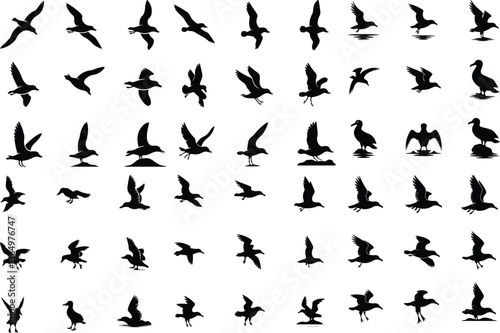 Seagulls Silhouette set consistent albatross black color silhouette vector Set of silhouettes of seagulls in flight. Set of Albatross Birds Silhouette