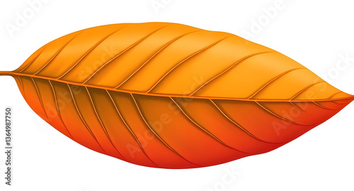 leaf on white background