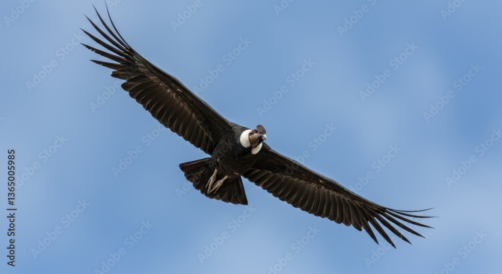 Andean Condor Soaring High in the Blue Sky Andean Condor Soaring High in the Blue Sky