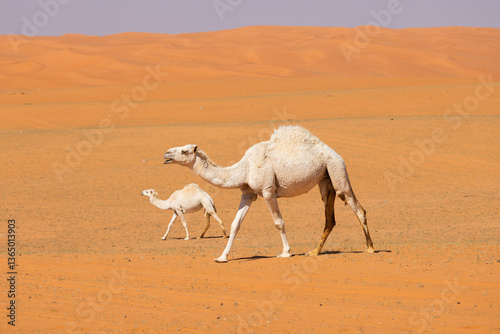 Camels run through the red sand desert in Saudi Arabia