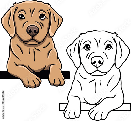 Labrador golden retriever vector