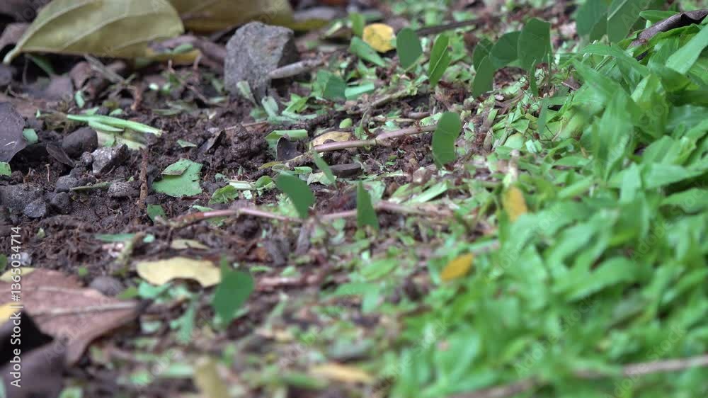 ants that carry small leaves ants that carry small leaves