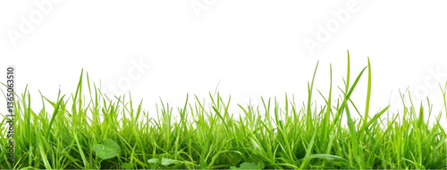 Beautiful green grass border isolated on a white background with copy space, png