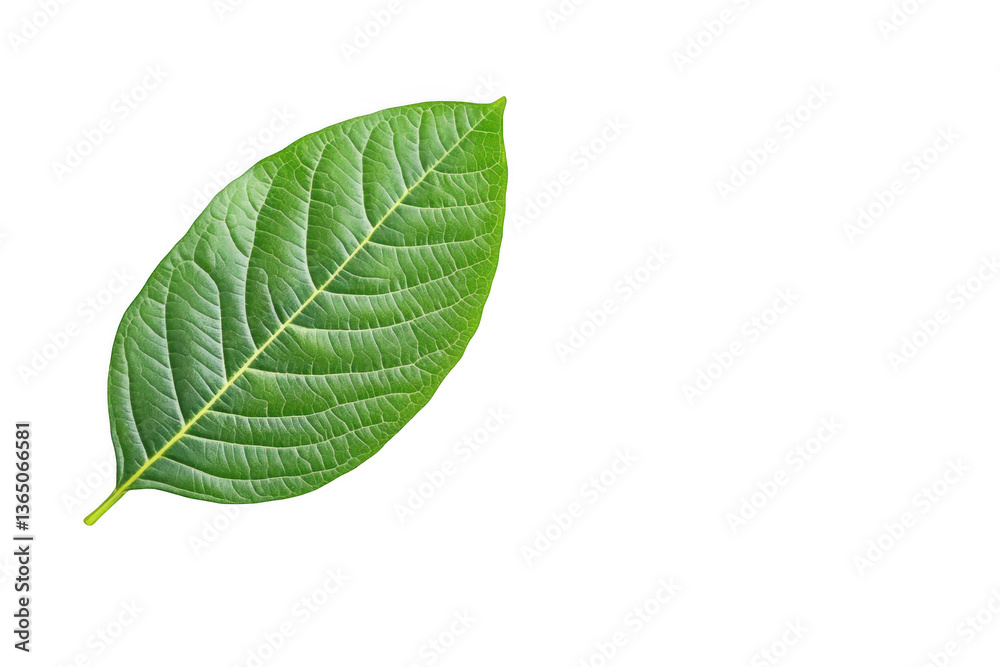 Fototapeta premium Isolated guava leaf on a white background, png