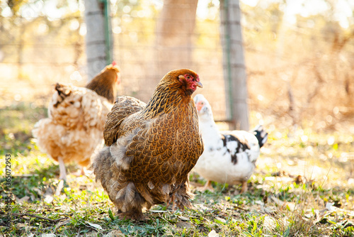 Happy free range hen in poultry yard photo