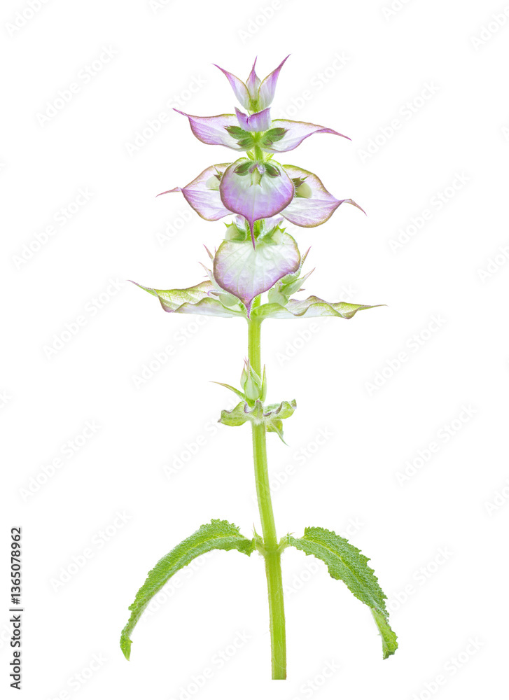 Clary Sage inflorescence isolated on white background. Salvia sclarea