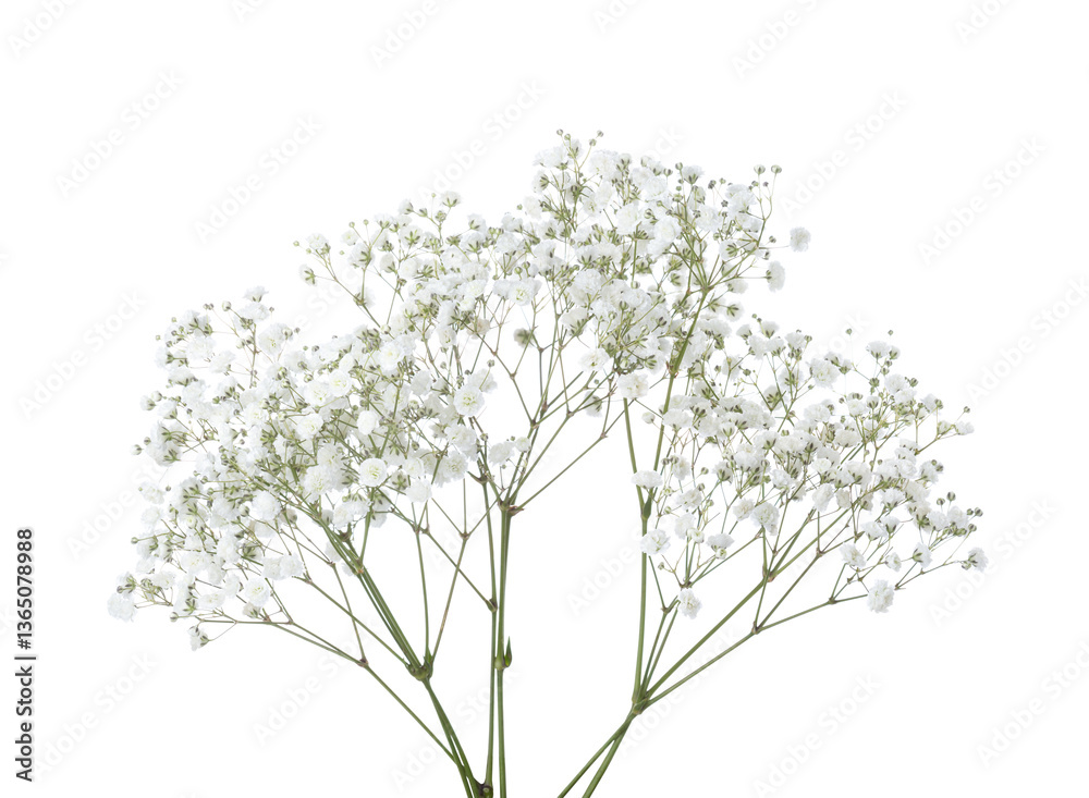 Few twigs with small white flowers of Gypsophila (Baby's-breath) isolated on white background.