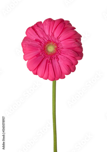 Obraz na płótnie Gerbera flower of magenta color isolated on white background. w salonie