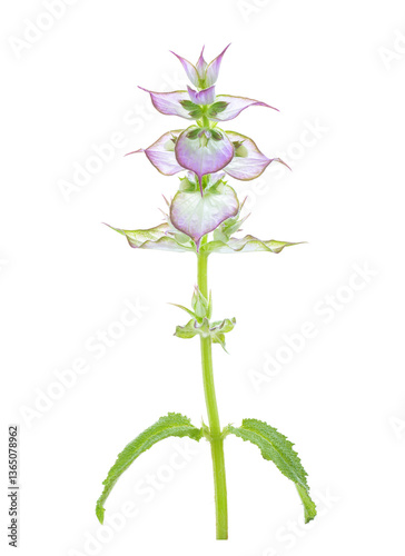 Obraz na płótnie Clary Sage inflorescence isolated on white background. Salvia sclarea w salonie