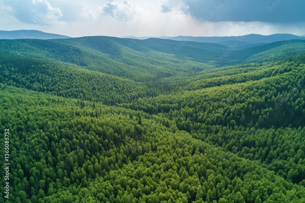 Fototapeta premium Aerial view depicts a lush green forest filled with trees