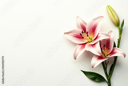 Luxurious lily flowers with intricate gold line art design on a white background,  lily,  illustration