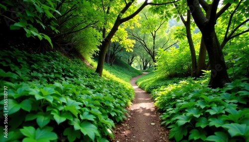 lush green foliage along the Jesusita Trail in San Roque Canyon, Santa Barbara, California,  scenic,  travel