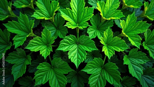 Lush green foliage in a symmetrical pattern creating an abstract nature background,  botanical,  vibrant