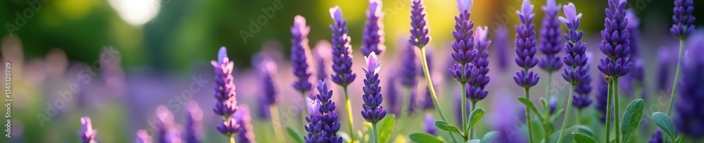 Fototapeta premium Lavender flowers in full bloom in a lush garden setting, lavender, botanical