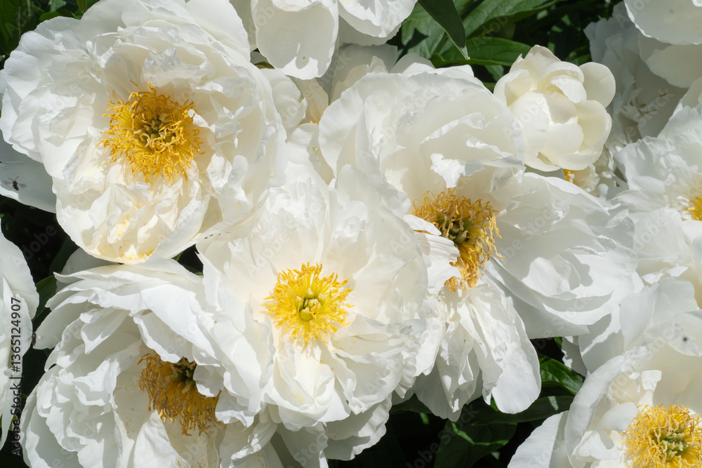 stunning white plate-type peony flowers blossom together in garden as background. sunny day