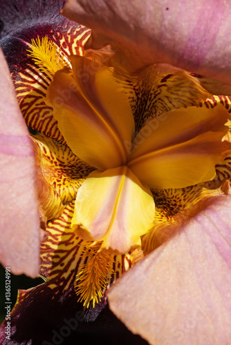beautiful yellow core of Burgundy  Iris flower  at sunny day. close up.