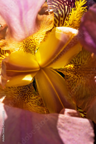 beautiful yellow core of Burgundy  Iris flower  at sunny day. close up.