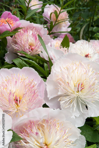 Obraz na płótnie stunning pink plate-type peony flowers blossom together in garden as background. sunny day w salonie