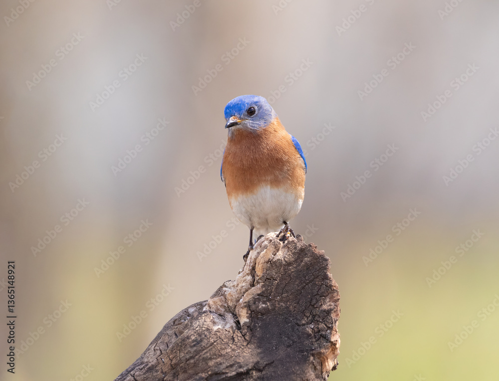Fototapeta premium bluebird on tree stump