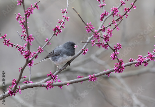 junco songbird in redbud tree