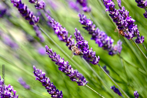 Brins de lavande fleurie avec une abeille, avec tons plus vifs photo
