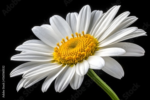A single white daisy bloom with yellow center, its petals isolated against a stark black backdrop