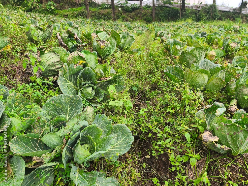 Naklejka premium a poorly maintained cabbage garden