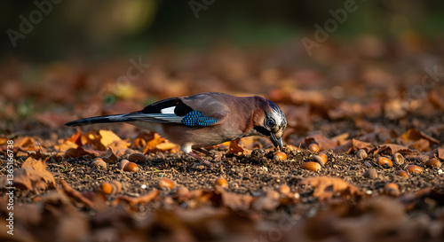 Eurasian jay carefully burying acorns amongst fallen leaves in autumn woodland