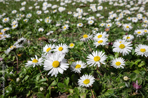 , Deutschland, Rheinland-Pfalz,  27.03.2025,  Nahaufnahme einer Wiese voller blühender Gänseblümchen bei Sonnenschein – Symbol für Frühling, Natur und Lebensfreude.