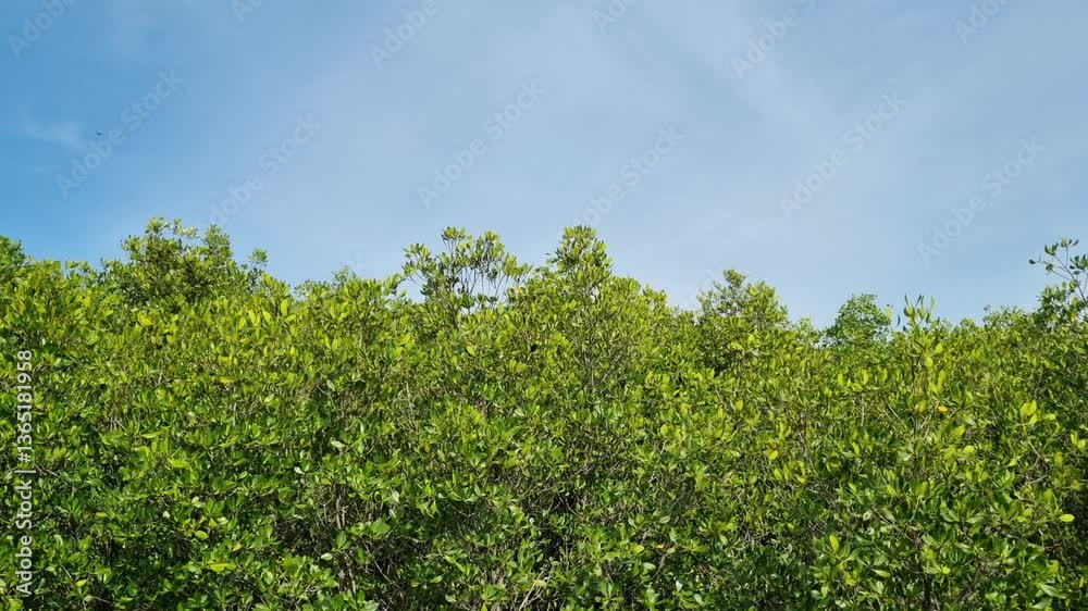 Mangrove trees swaying in the wind on the beach in the afternoon with a blue sky as a background Mangrove trees swaying in the wind on the beach in the afternoon with a blue sky as a background