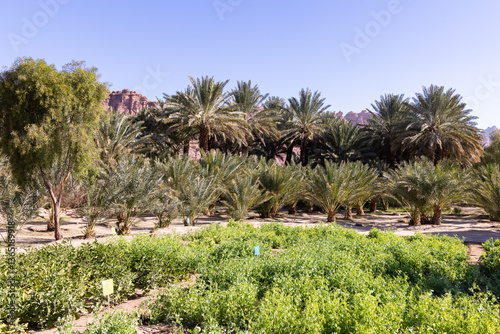 The oasis of Al Ula in Saudi Arabia