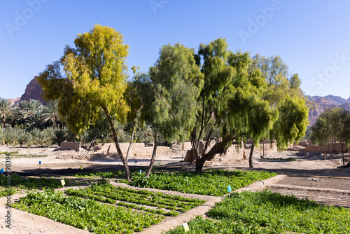 The oasis of Al Ula in Saudi Arabia