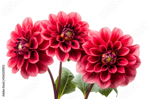 Beautiful red dahlias blooming in a floral bright cut out