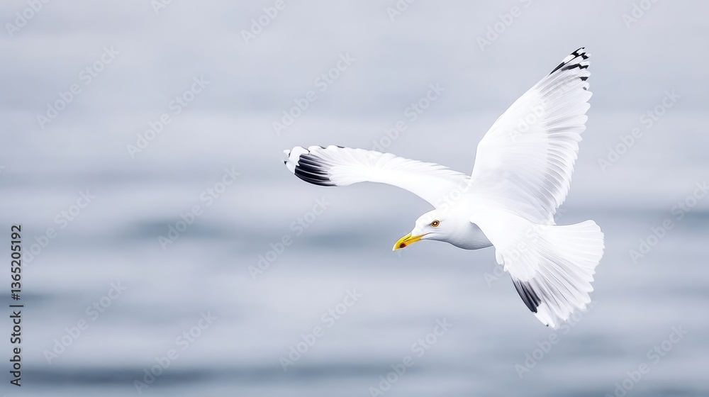 A seagull soaring gracefully above the ocean A seagull soaring gracefully above the ocean