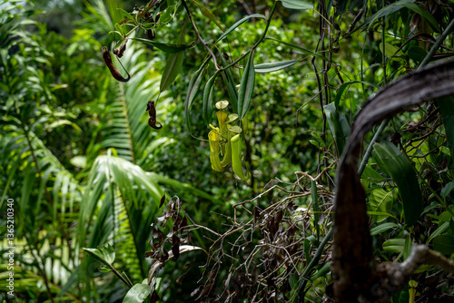 Fototapeta Naklejka Na Ścianę i Meble -  Tropical pitcher plants hanging among dense green jungle foliage in Raja Ampat