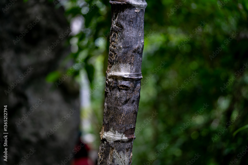 Close-up of textured tree trunk in rainforest of Misool island, Raja Ampat Close-up of textured tree trunk in rainforest of Misool island, Raja Ampat
