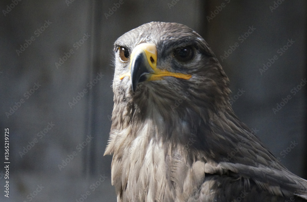 RAPACE RAPACE