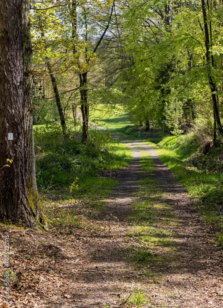 Fototapeta premium summer wild forest in germany with many green trees 