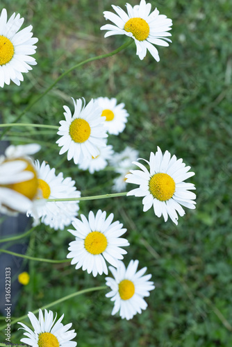 Green grass and chamomiles in the nature