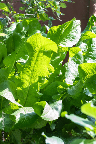 A bunch of vibrant green horseradish leaves growing together. In a natural setting