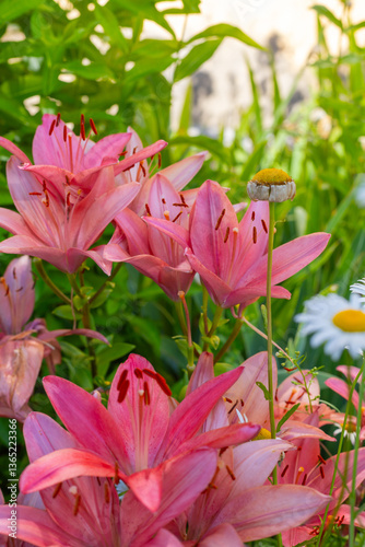 Colorful lilies on blurred floral background