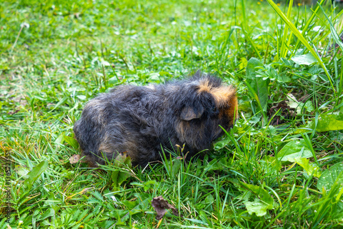 Guinea pig with dandelion flowers in summer beautiful