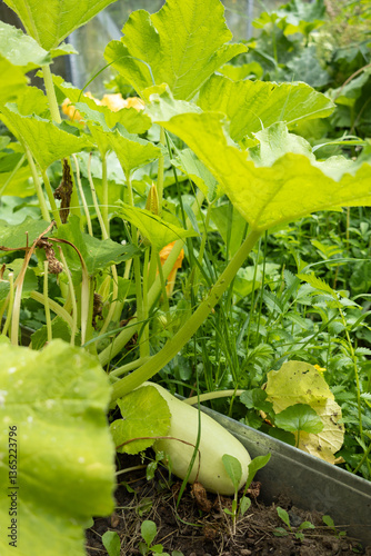 Butternut Squash,Close up of butternut in greenhouse farm.