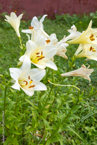 Madonna Lily. White Easter Lily flowers in garden. Lilies blooming. Lilium Candidum. Garden Lillies with white petals. Large flowers in sunny day. Lilium flower. Easter greeting card