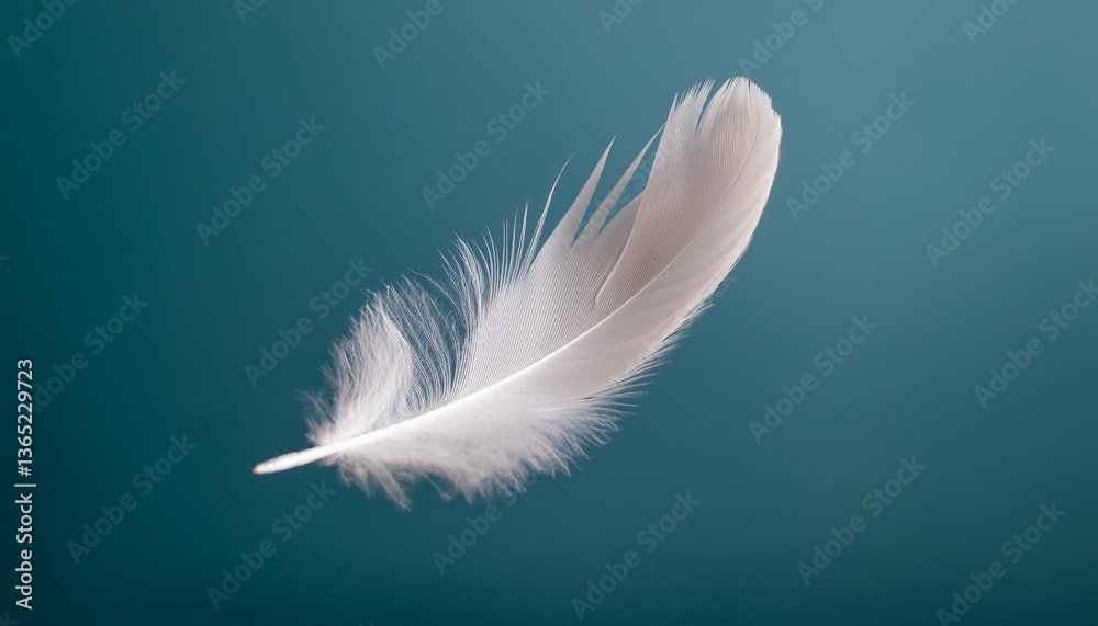 Obraz premium white feather on blue background