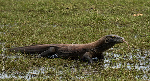 Komodo dragon ambles gracefully across a verdant marsh, tongue flicking, capturing wild essence