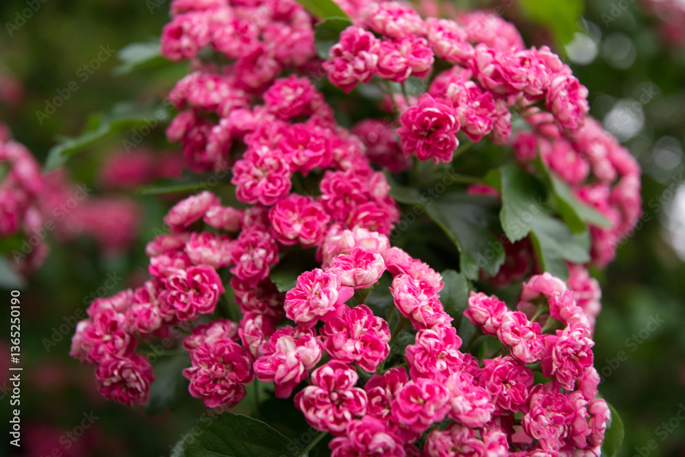 Summer flower landscape. Summer hawthorn tree pink flowers. Hawthorn flowers, blooming in summer garden. Close up