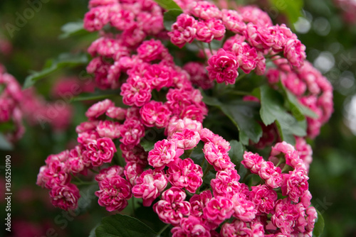 Obraz na płótnie Summer flower landscape. Summer hawthorn tree pink flowers. Hawthorn flowers, blooming in summer garden. Close up w salonie